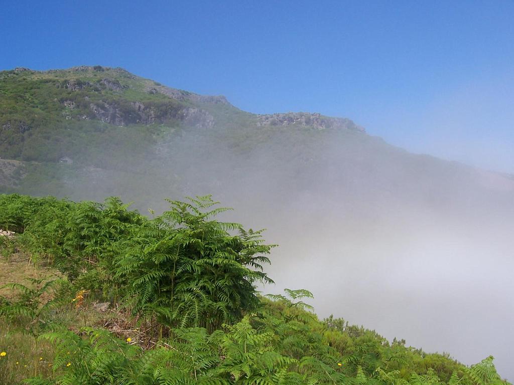 Madeira2.jpg