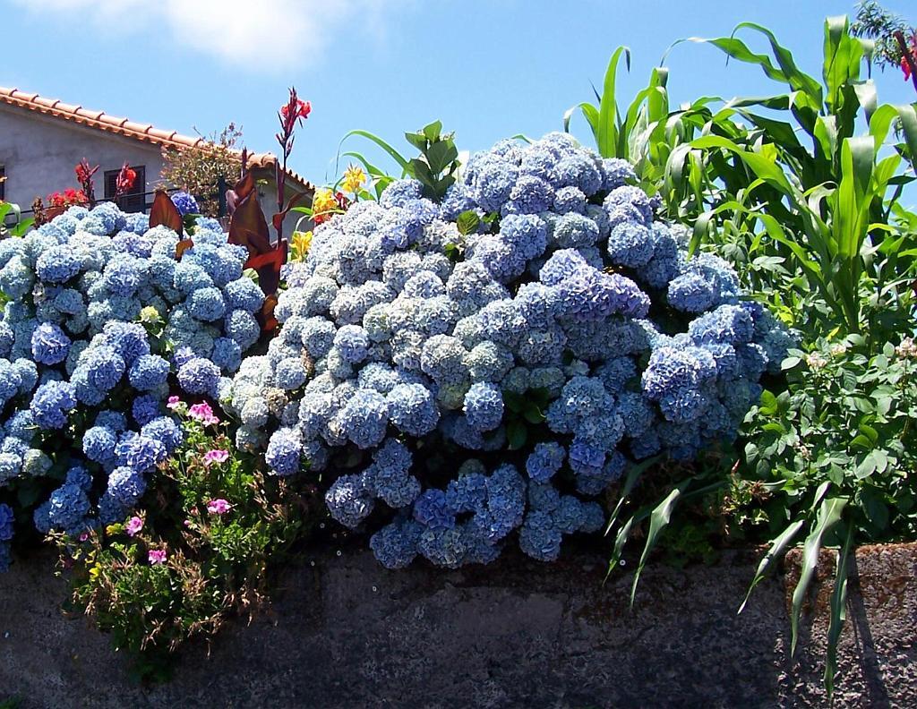 Madeira5.jpg - Hortensie in der Ortschaft Santana