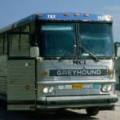 Greyhound Autobus